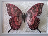 Framed-Butterfly-1